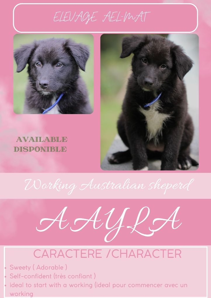 Ael-Mat - Chiot disponible  - Berger Australien