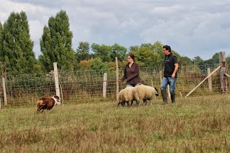 Ael-Mat - Première photos du stage troupeau sur Ovin