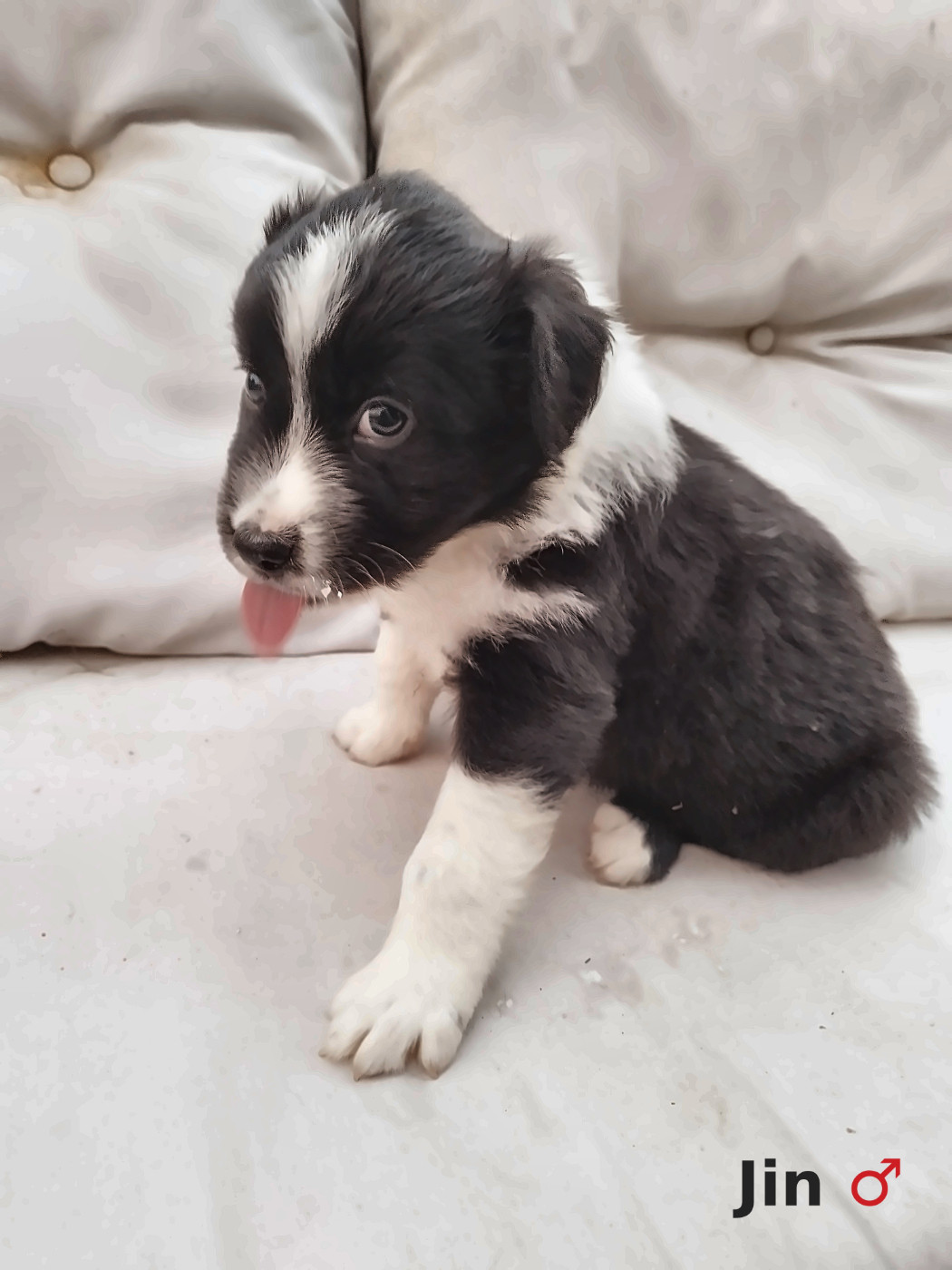 Ael-Mat - Chiots disponibles - Berger Australien