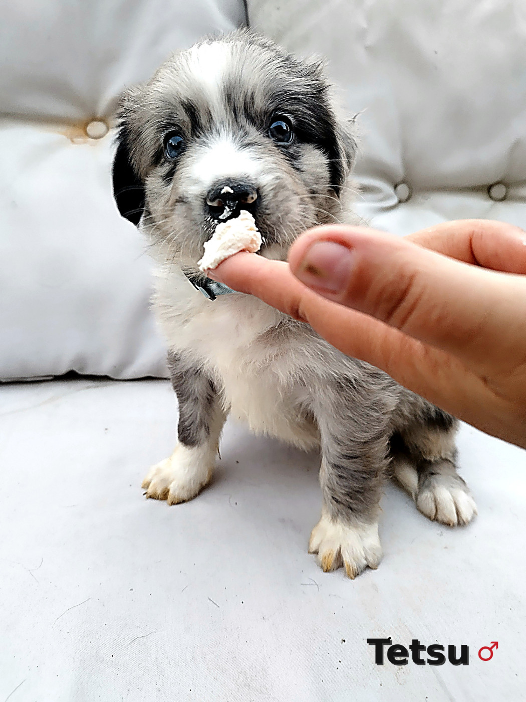Ael-Mat - Chiots disponibles - Berger Australien