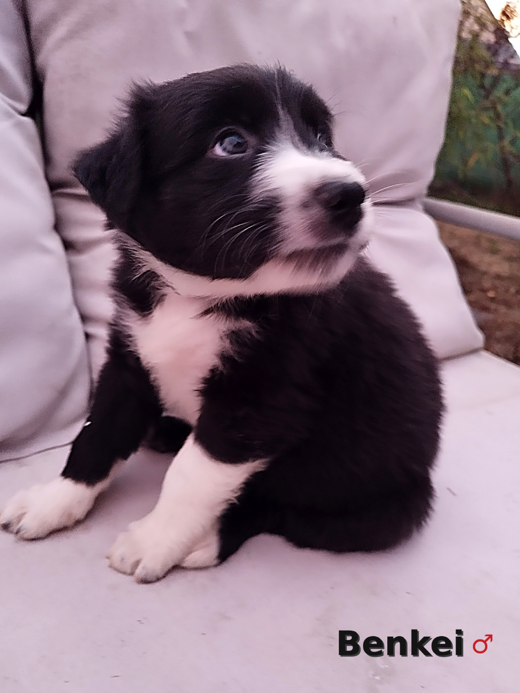 Ael-Mat - Chiots disponibles - Berger Australien