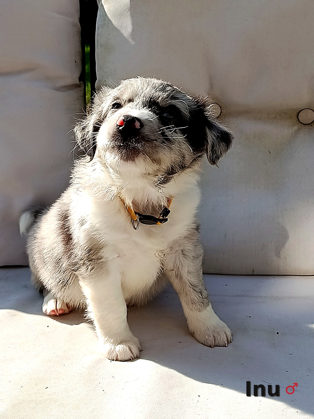 Ael-Mat - Chiots disponibles - Berger Australien