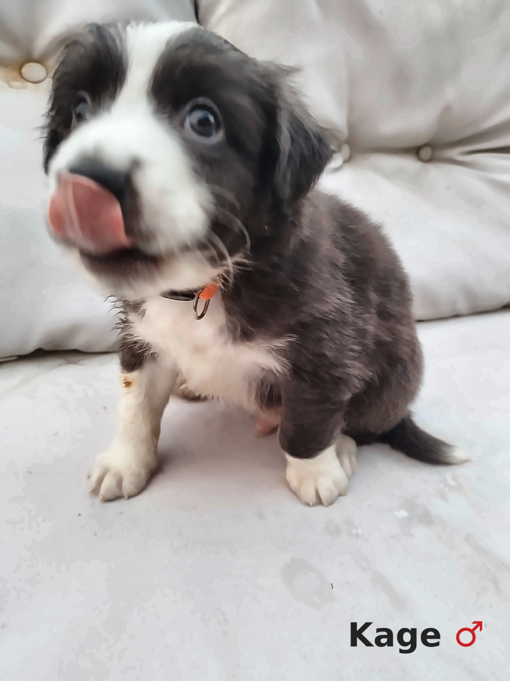 Ael-Mat - Chiots disponibles - Berger Australien