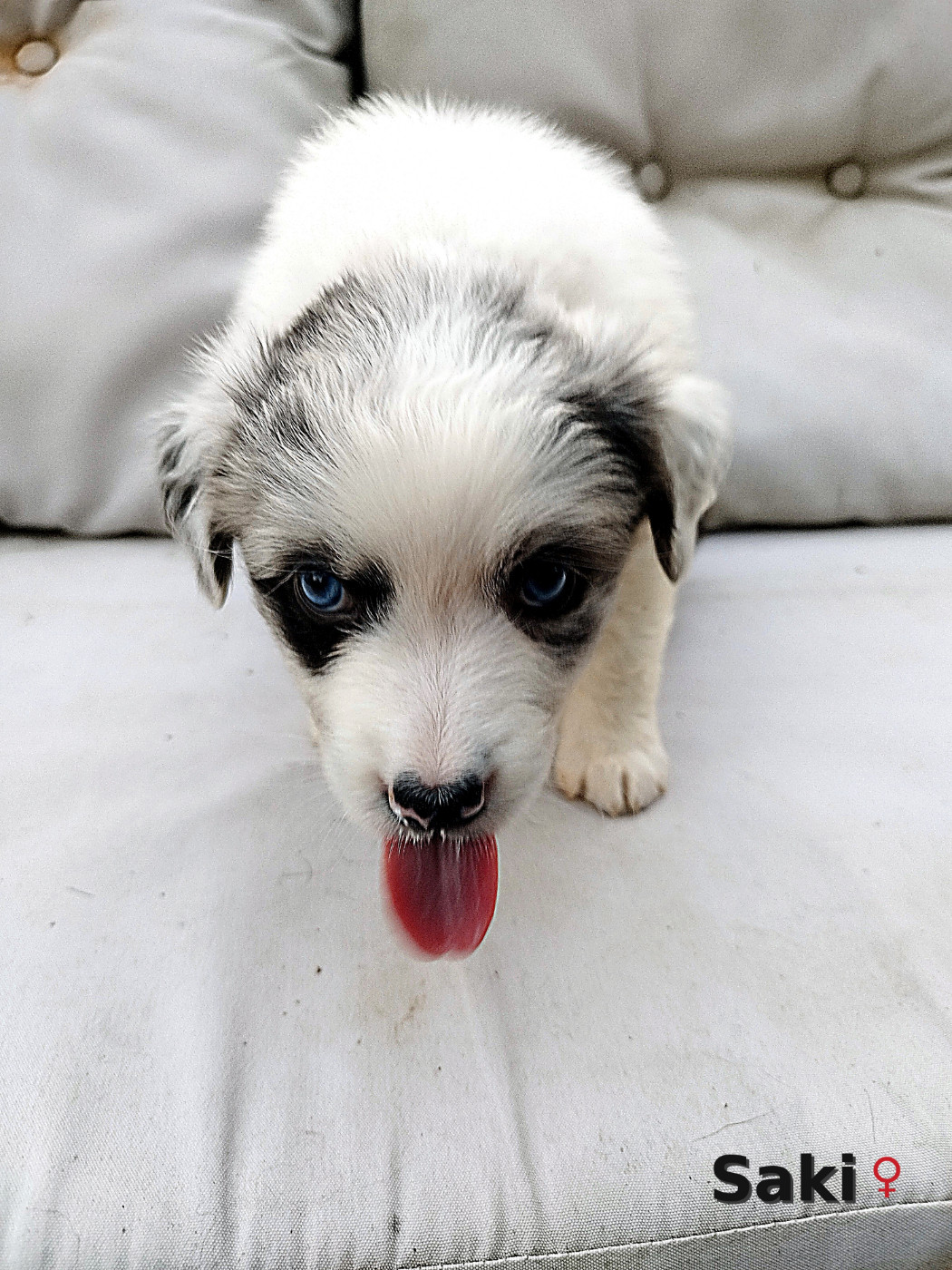 Ael-Mat - Chiots disponibles - Berger Australien
