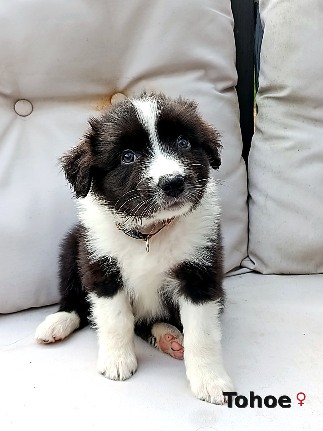 Ael-Mat - Chiots disponibles - Berger Australien