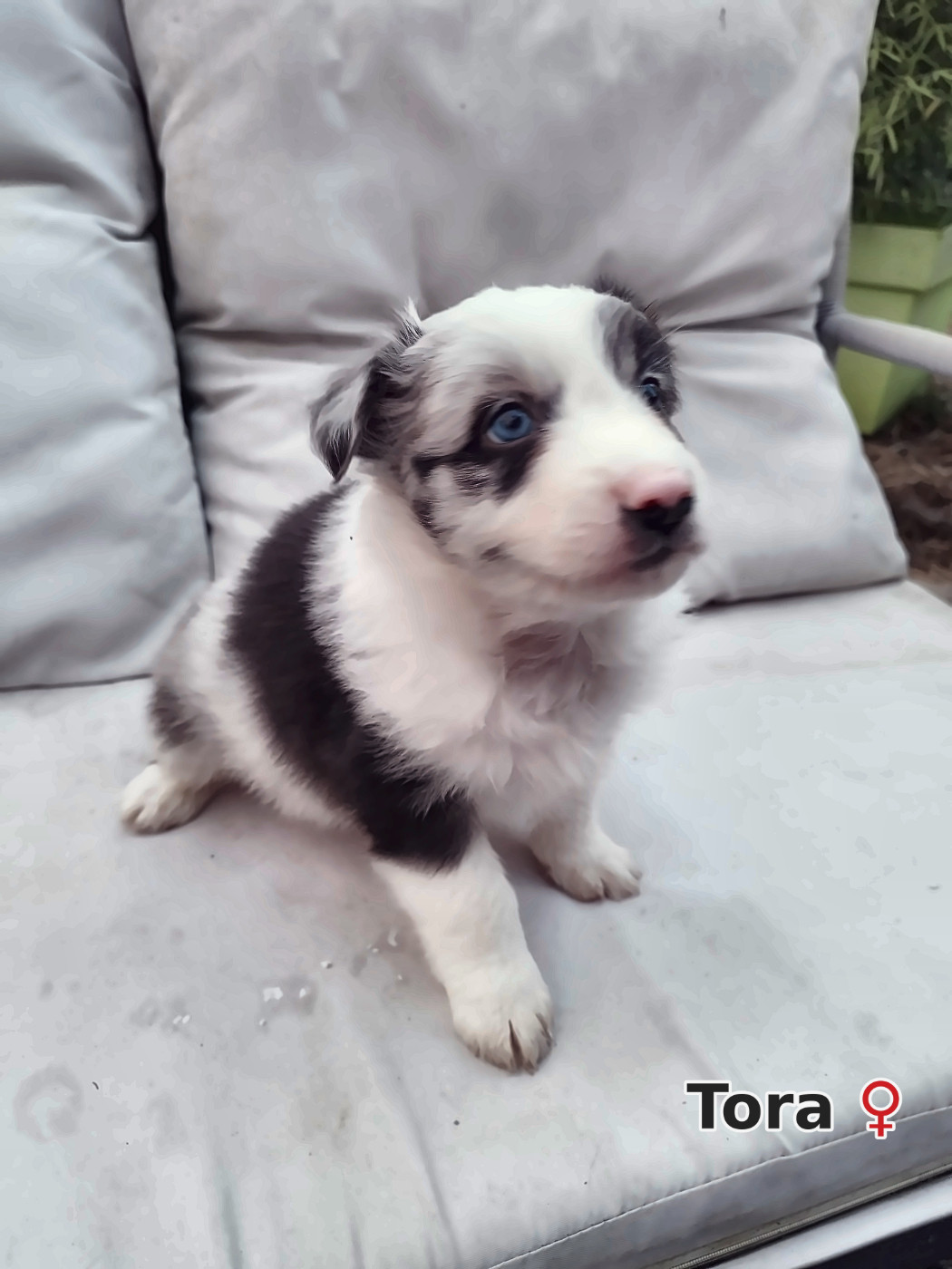 Ael-Mat - Chiots disponibles - Berger Australien