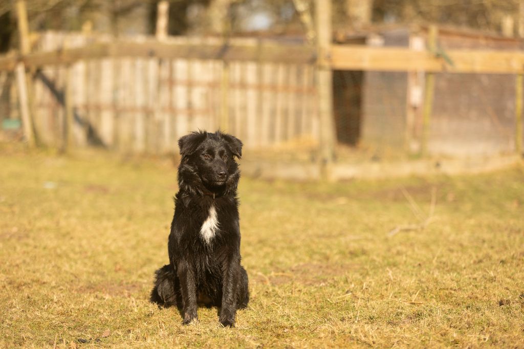 Ael-Mat - Chiots disponibles - Berger Australien