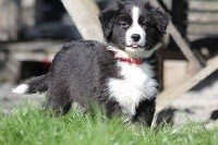 CHIOT
