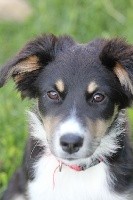 CHIOT