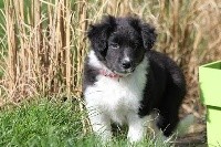 CHIOT