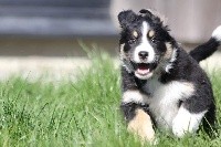 CHIOT